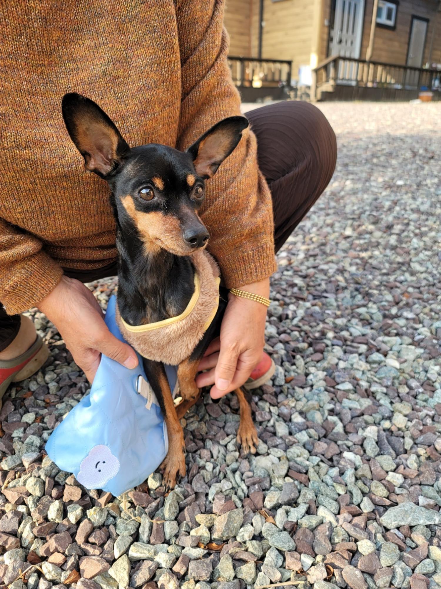 증평 가정견 훈련소_443445202300630